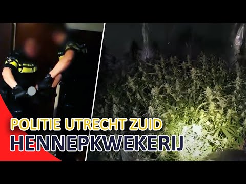 Politie Utrecht Zuid | Gestolen fiets | Hennepkwekerij opgerold | Rijbewijs ingevorderd |