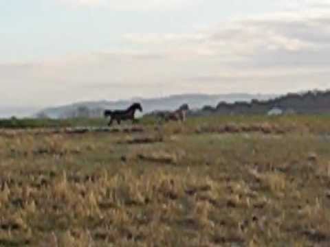 Varient xx + Szenario xx