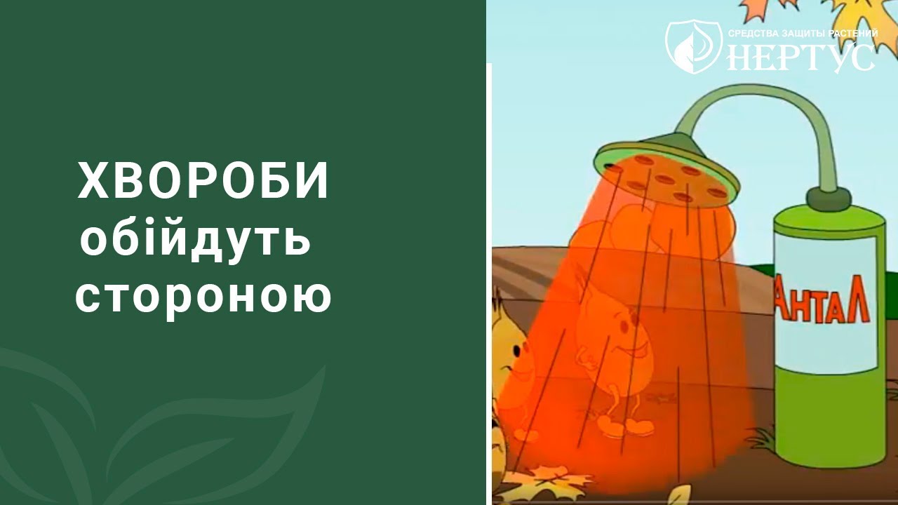 Протруйник Антал 5л