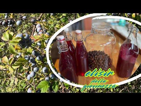 L'ELISIR DELLA LUNGA GIOVINEZZA PRUNUS SPINOSA