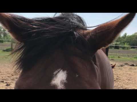 Jesaja 49, 15 mit Nala & Balou - 09.05.2020