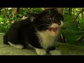 Tiny But Angry Kitten Scaring A Grown Cat By Meowing And Hissing