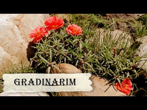 Gradinarim/ Mergem la Poiana Sarata/ Picnic