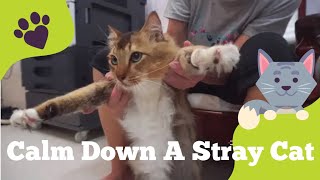How to soothe & calm down a newly adopted stray Cat