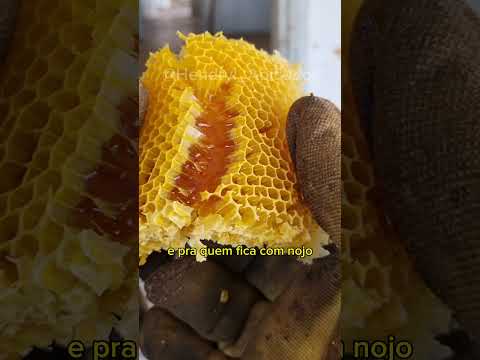 Na porta e agora? #resgatedeabelhas #apicultura #abelhas #apicultor #viral #enxame #bee #abelhas