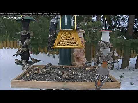 Female Pine Grosbeak Forages With Flock Of Redpolls – Mar. 14, 2018