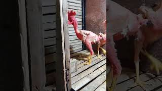 Download lagu ayam trondol langka mp3