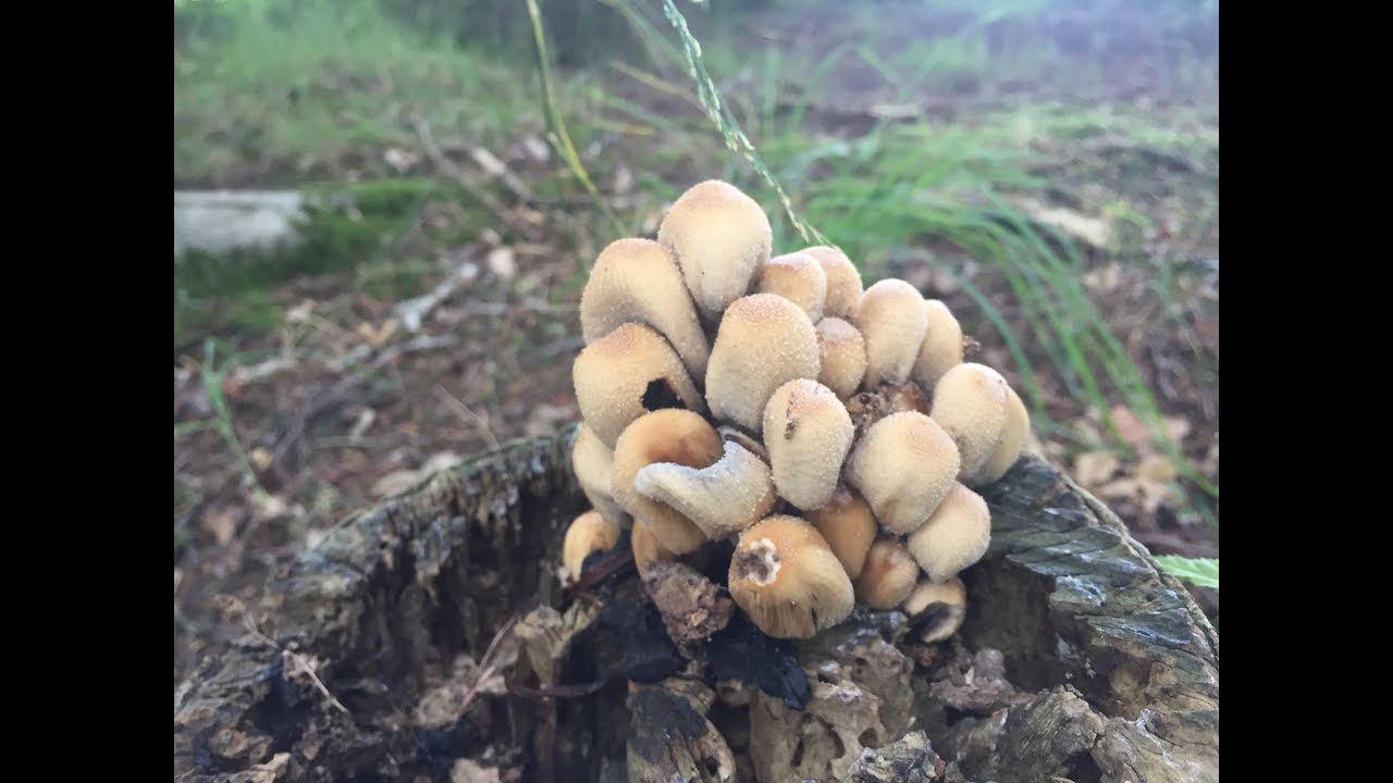identifying the Glistening Ink Cap, Mica Cap, Coprinellus micaceus - YouTube