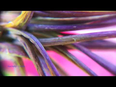 Kachelly -  Clouds (Tour De Traum XV)