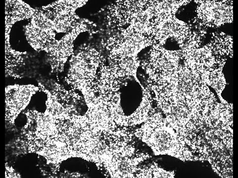Formamide strip of sequencing primer