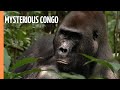 Mysterious Congo - In the Realm of the Great Apes
