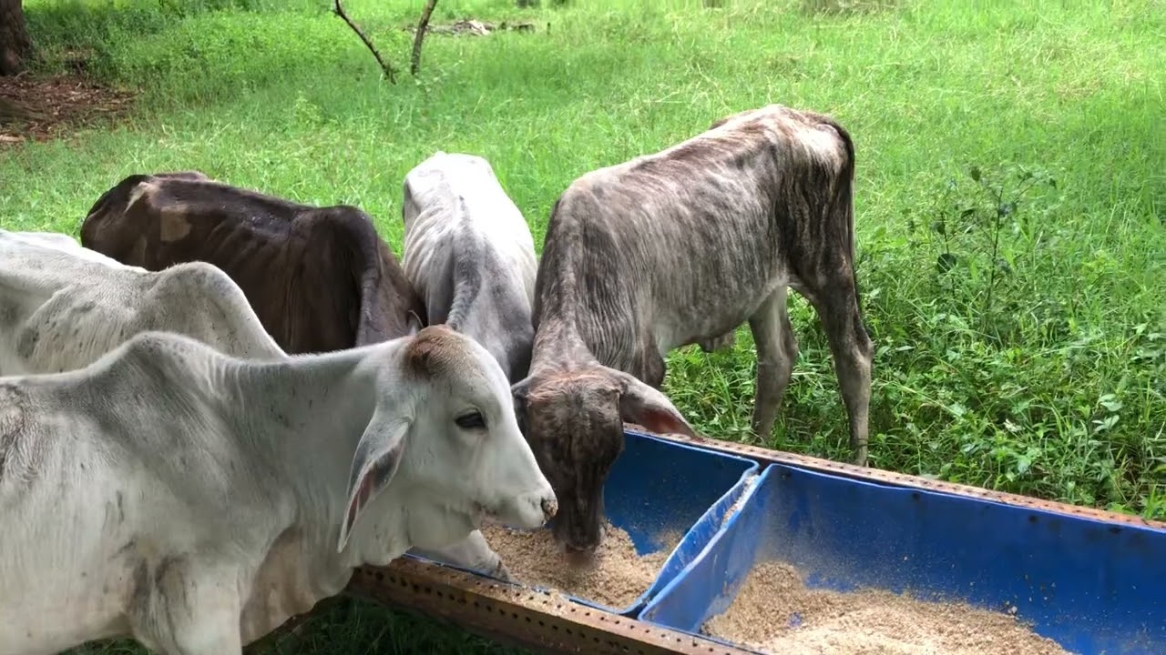 Como engordar BEZERROS que acabaram de ser desmamados