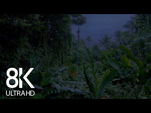 Jungle Nightlife Sounds 8K - 10HRS of Cicadas Singing & other Sounds of Night Creatures - Part #1