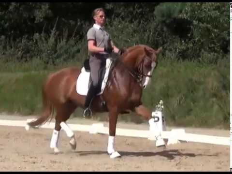 Trainingsvideo Sunshine, 6-jährige Stute