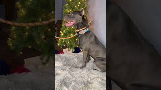 Video preview image #1 Mutt Puppy For Sale in Goodyear, AZ, USA