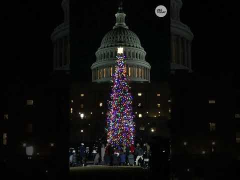 US Capitol Christmas tree lights up in ceremony