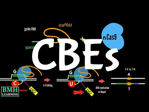 Cytosine Base Editors | CBEs | How Base Editing Works | Adenine Base Editors |