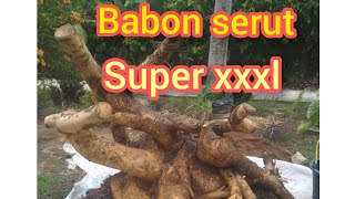 Download lagu bakalan bonsai serut xxxl fosil super jumbo mp3 Download lagu bakalan bonsai serut xxxl fosil super jumbo mp3
