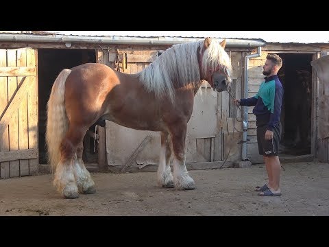 Caii lui Marius de la Turda, Cluj - 2018