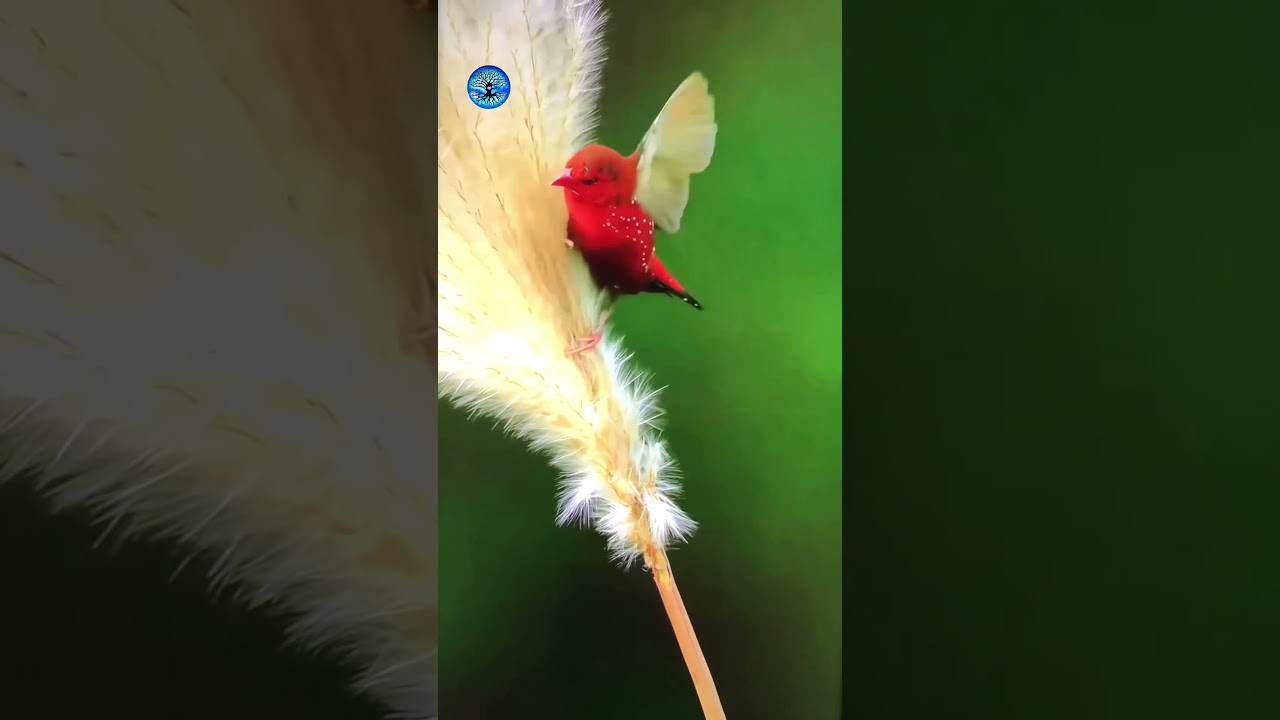 The Red Avadavat stands out with its striking crimson plumage, glowing like a tiny ruby in the wild.