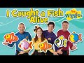 12345 Once I Caught A Fish Alive 🐠 Kids Counting Songs 🔢  Nursery Rhymes 🎵 The Wiggles