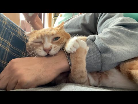 이 고양이에게 희망은 없습니다