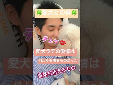 黄色のオサギの木、Gleditsia 'サンバースト' 植物