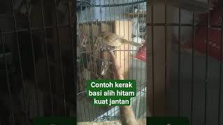 Download lagu ciri' burung kerak basi alis hitam jantan mp3