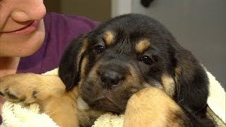 Two Pilots Rescue Adorable Puppies from a Kill Shelter with a Private Plane
