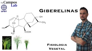 Giberelinas (1/3): Histórico do Hormônio