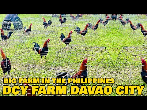 DAVAO !! Nice View DCY FARM Big Farm In The Philippines Farm Visit | Danny Yap