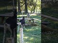 Australian Cattle Puppy Goat Playing Chase Cute Dog Video Goat Dog Funanimal