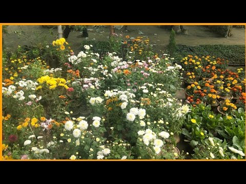 Local nursery visit in December||Nepalgunj nursery || Himali nursery