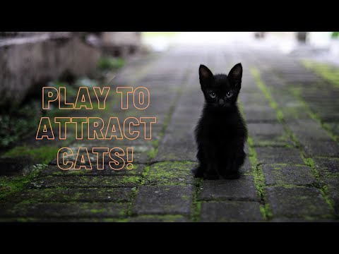 PLAY to ATTRACT your cat! (works 100% every time)