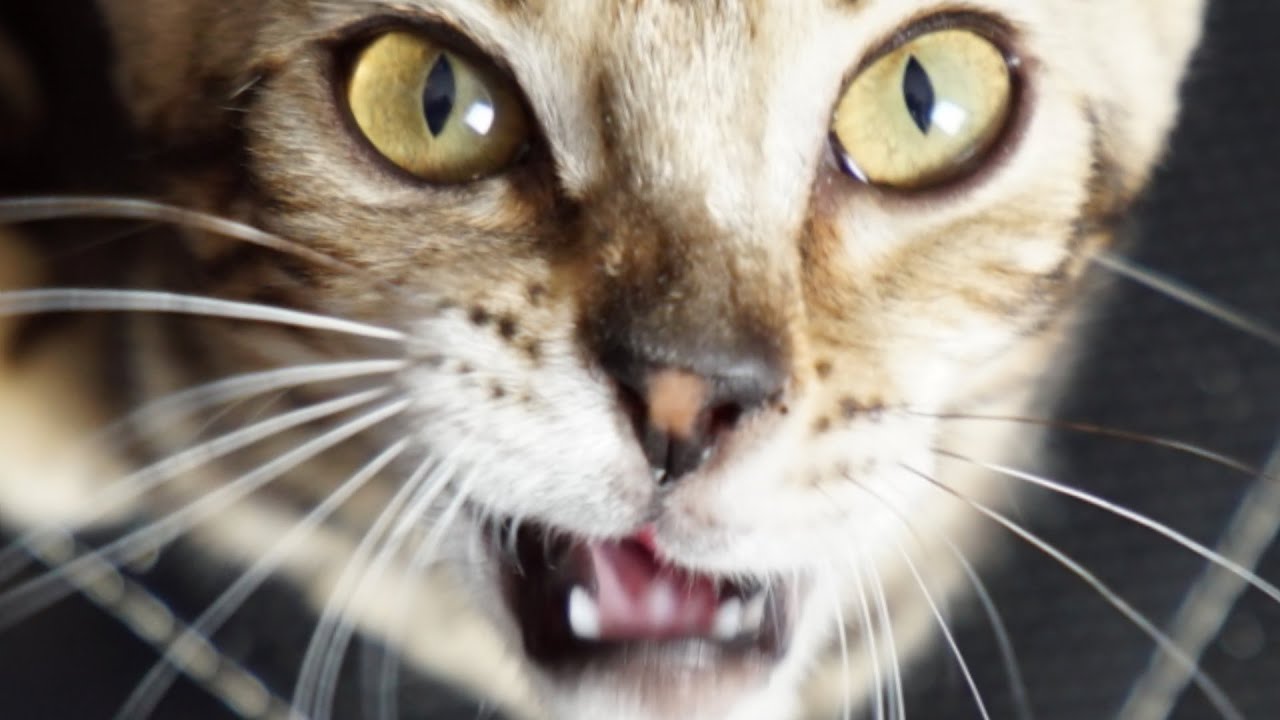 LE VRAI VISAGE DE LUA thumbnail