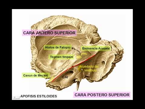 HUESO TEMPORAL