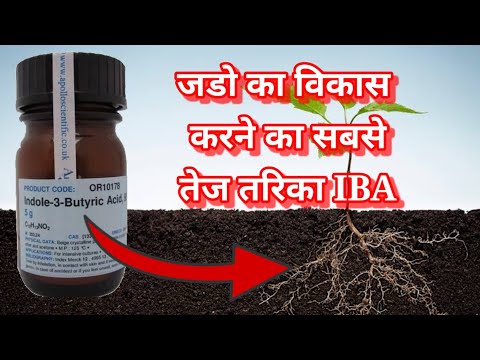 Industrial grade ibta (iso butyl triethylamine )powder, for ...