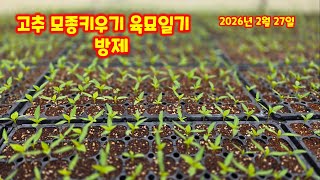 고추육묘일기 가식 일주일 파종 24일 방제 프리엔 루트그로 조루로 살포 [고추재배방법]