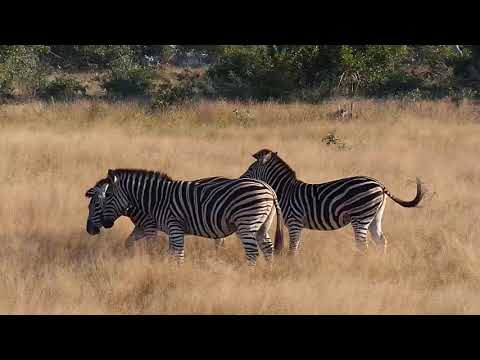Djuma: Impalas and Zebras - 15:30 - 05/27/20