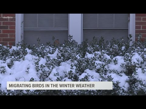 Migrating birds cope with icy weather conditions in East Texas