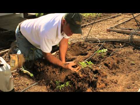 , title : 'How to Plant Pepper Plants / Plant Spacing  for Pepper Plants'