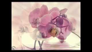 ORCHID - Alanis Morissette (Lyrics)