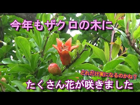ザクロ、多くの特性を持つ果物