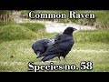 NORTHERN RAVEN (Corvus corax 58-69 cm)  In Merlin new name Common Raven.at UT Ladakh  1 month ago 😲😲
