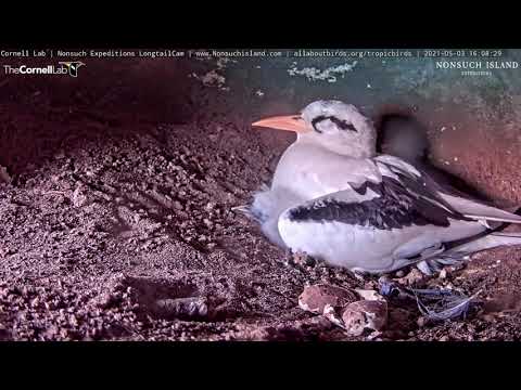 Tropicbirds Showcase Pointy Bills As Chick Pokes Out From Under Brooding Adult – May 3, 2021