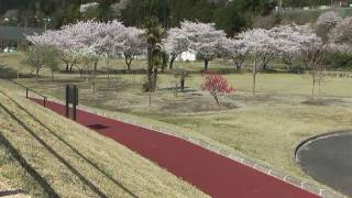 preview picture of video '下呂市　「飛騨川公園」　～桜～'