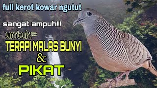 Download lagu SUARA PERKUTUT KEROT NGUTUT KOWAR SANGAT AMPUH UNTUK MASTERAN TERAPI DAN PIKAT BURUNG PERKUTUT mp3