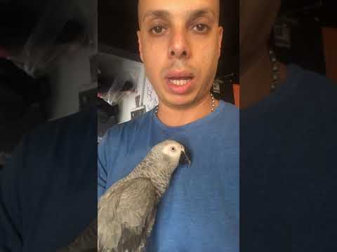 Hany Nagy meet parrot who got hurt by the owner هاني ناجي يلتقي ببغاء زنجباري و أثار تعذيب وضرب