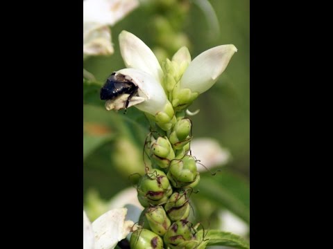 Bumblebees Visiting the "Pharmacy?"