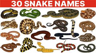 Snake Names | Types of Snakes | Snakes Vocabulary l Learn Snake Names in English